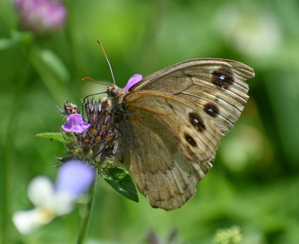 Farfalla da identificare